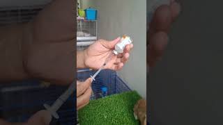Kedatangan pasien kelinci yang terkena scabies #kelinci #rabbit #penyakitkelinci #kelinciscabies