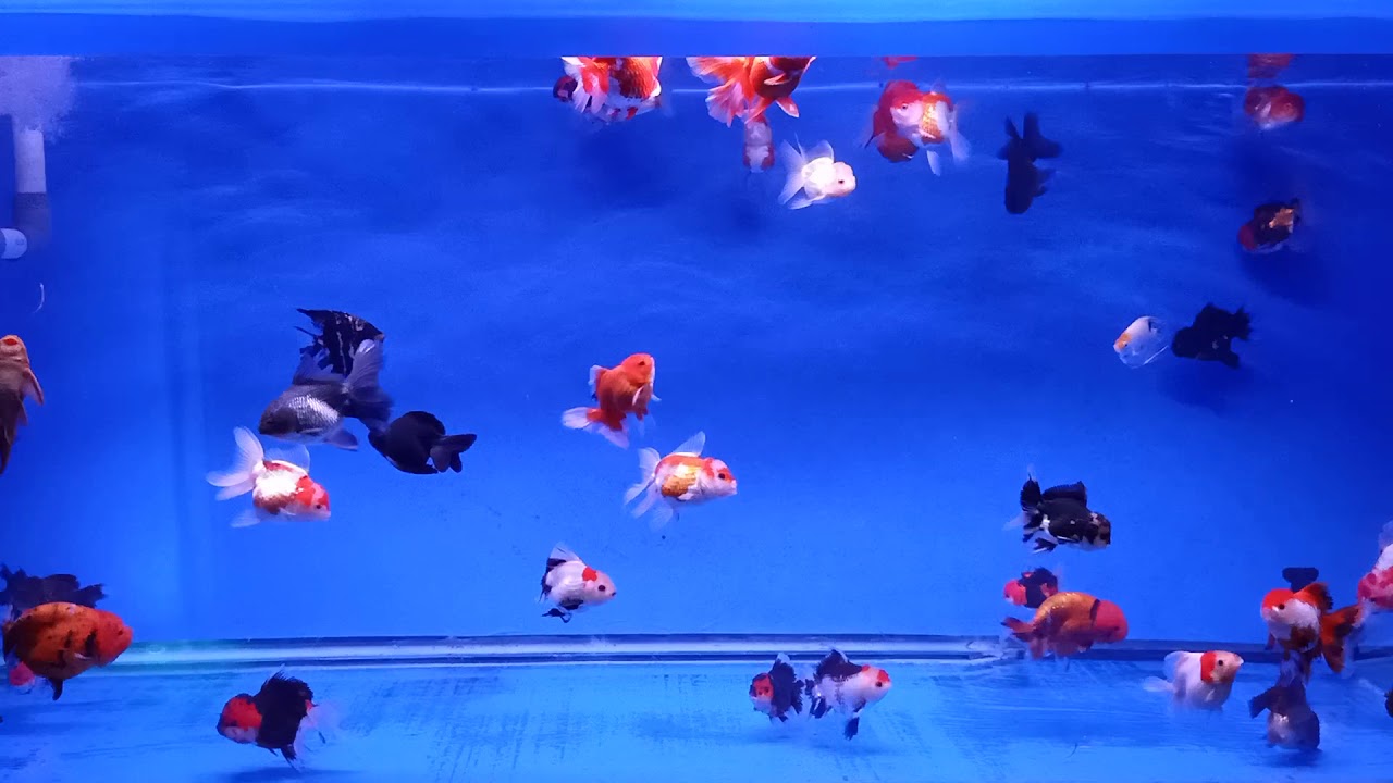 Ikan mas koki Niclyn Goldfish di tank 200*100*80.. - YouTube