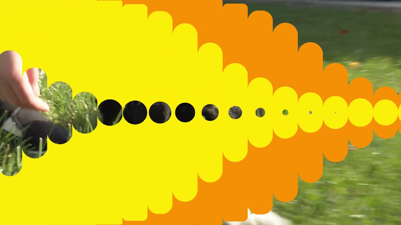 Jacob Hershberger's Puppies