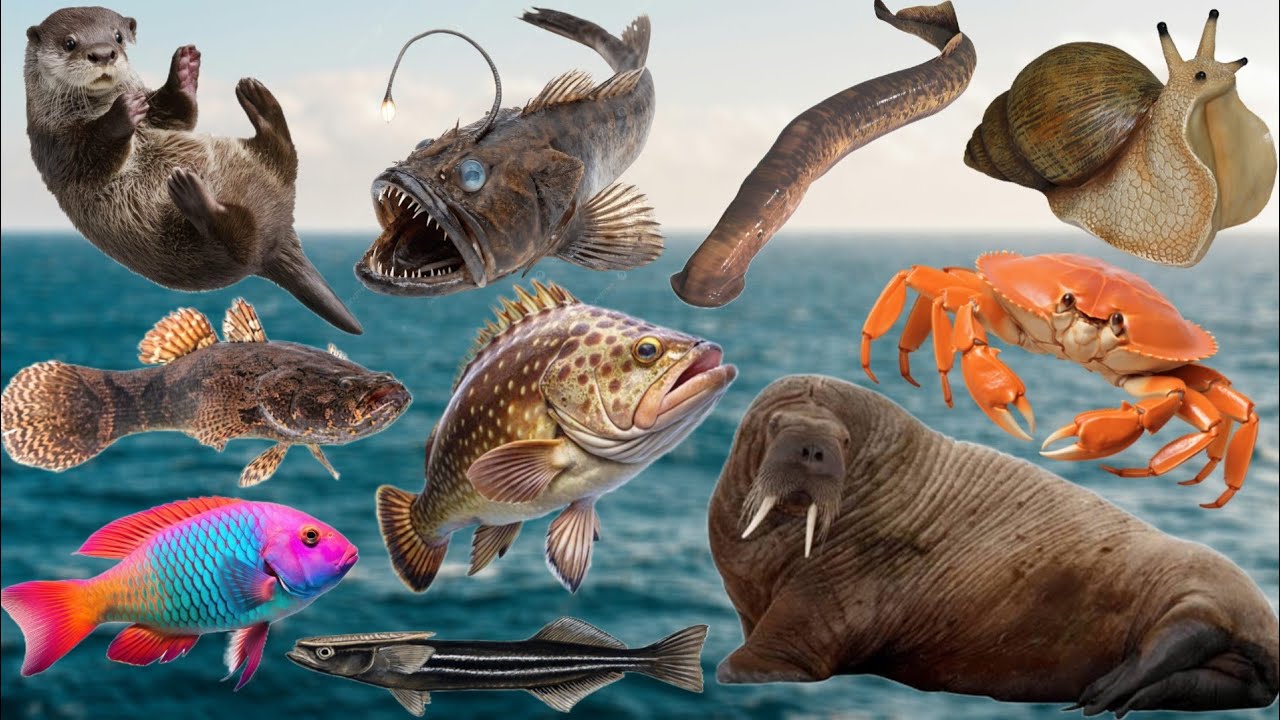 Ocean Animals Sounds For Kids | Animals Sounds | Ocean Animals Sounds 