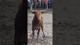 Vídeo Viral En Todas Las Redes De La Salida De Este Tr