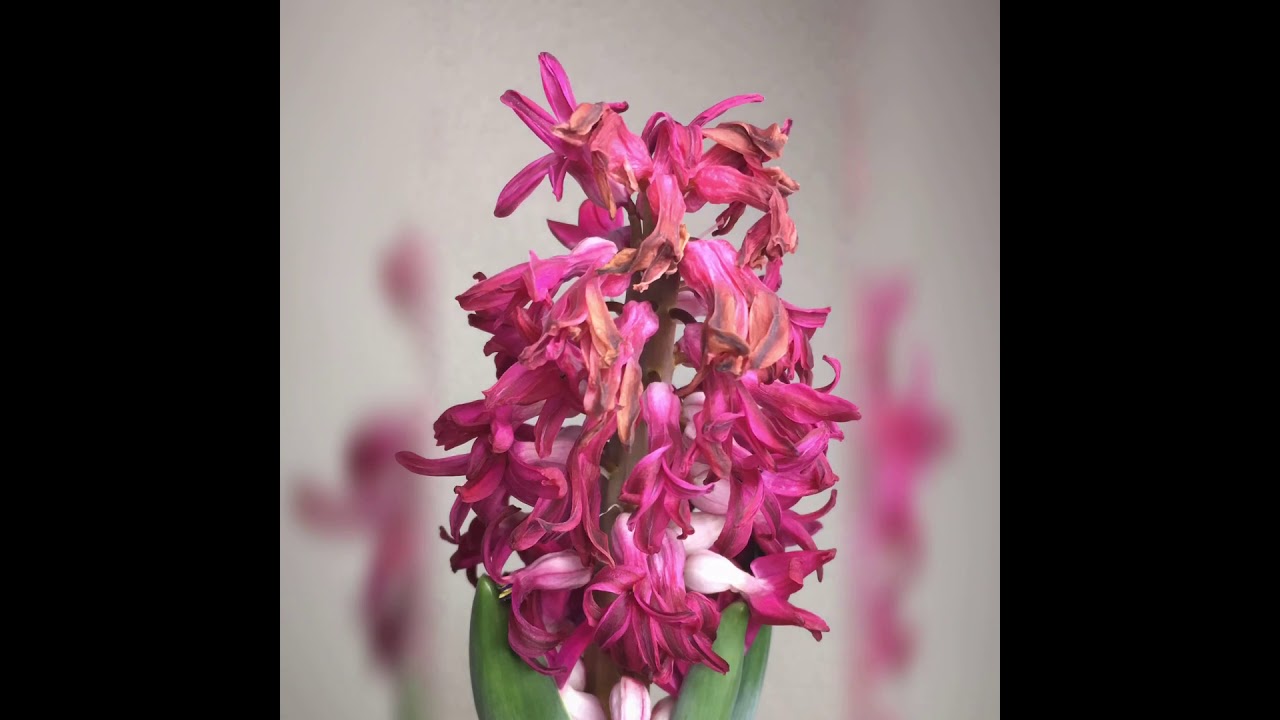 2021年1月31日～諸行無常の響き～ Withering flower ヒヤシンス⑫