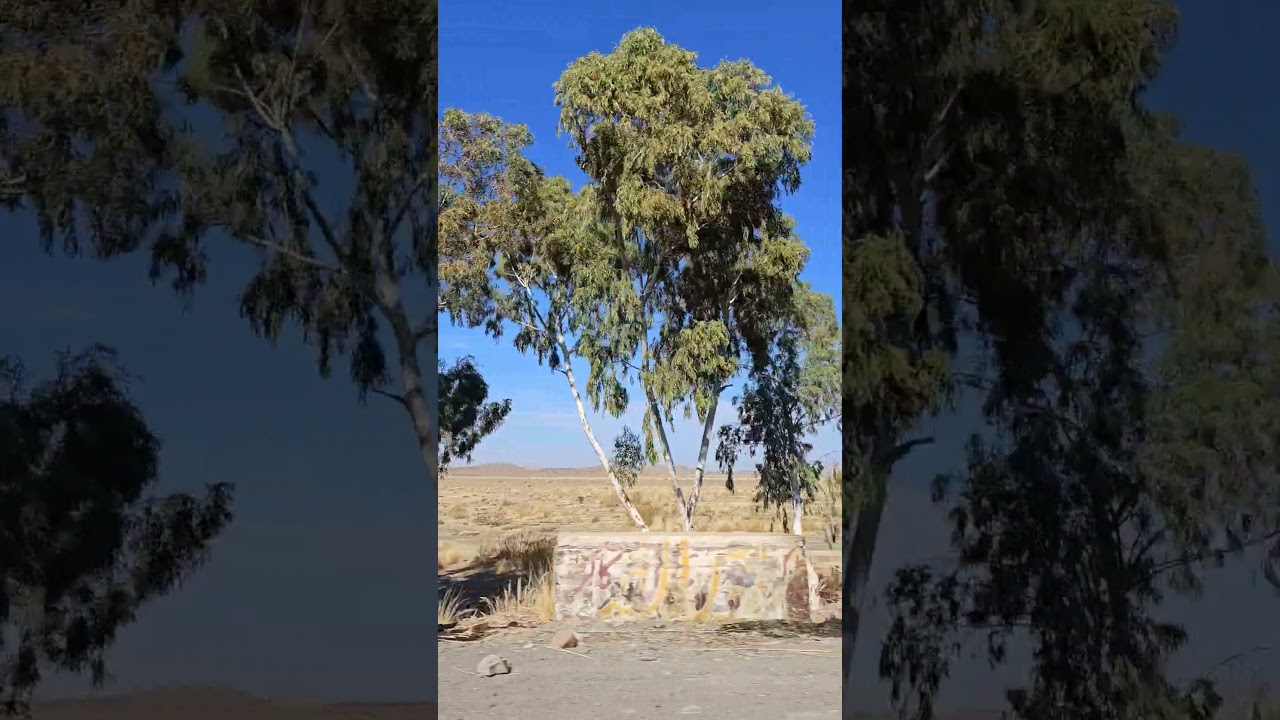 Zhob | Pashto new song | Pashto viral song | 