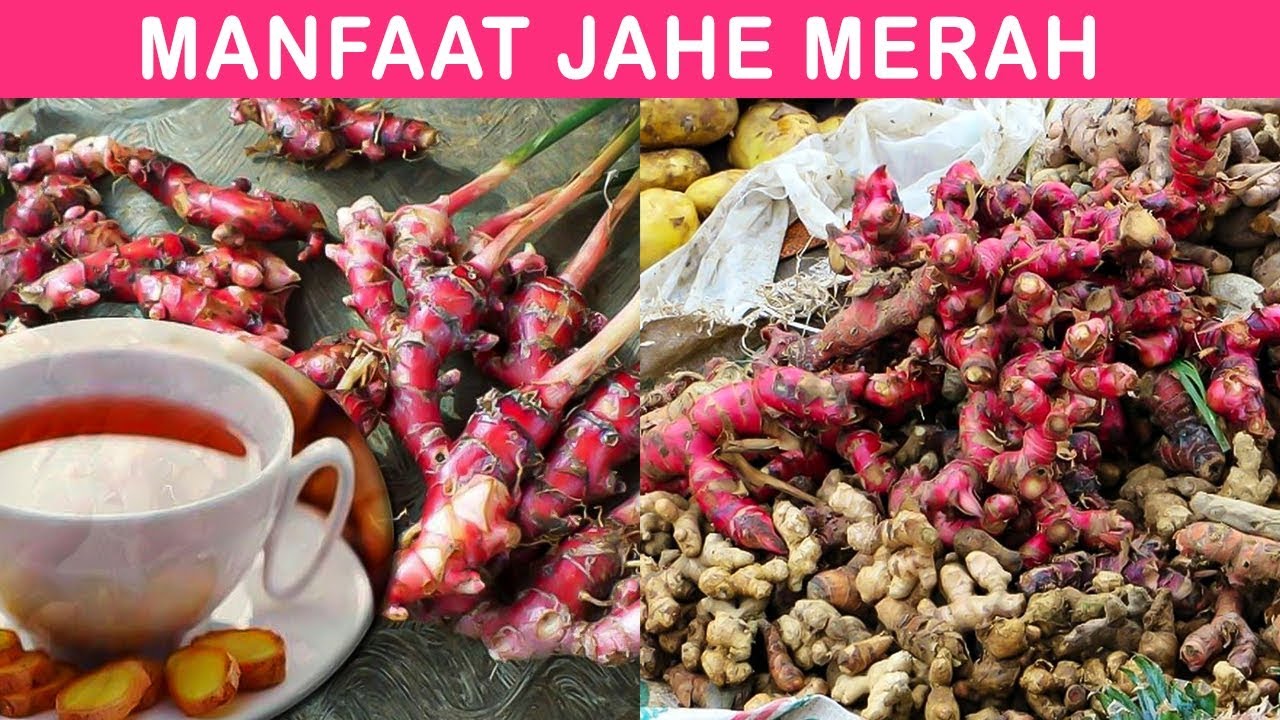 12 Manfaat Jahe Merah untuk kesehatan 