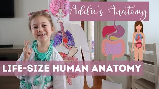 Life-Size Human Body Anatomy Model - Learn Your Organs Fun Science for Kids