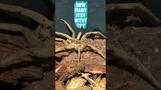 Female wolf spider carries her babies #shorts
