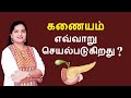 Pancreas  structure and functions  tamil