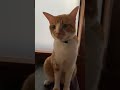 いつも可愛いネコちゃんがリコーダーの音に、、、、!?!?