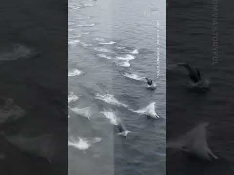 Dolphin pod spotted following ferry in British Columbia #shorts