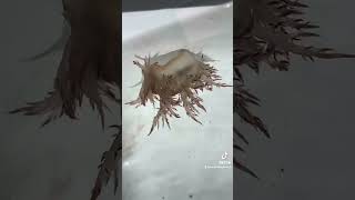 Full Giant Swimming Nudibranch, Dendronotus iris, Jerisich Dock, Gig Harbor Update