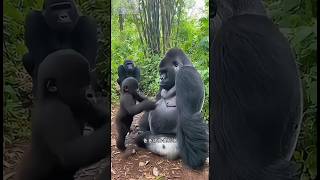 Messing with Dad! When Mom Catches Him Red-Handed 😂🦍#gorilla #animals #funny #tags