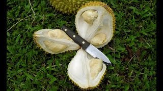 How to Harvest and open Durian