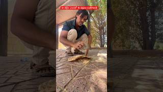 కువైట్ లో 52 డిగ్రీల ఎండా ,పాపం పక్షులు చూడండి#pets#kuwait#food#shorts#trending#viral#gulf