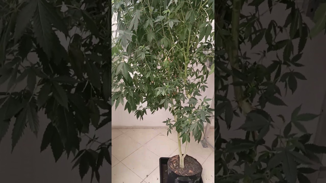 How should I do this mother plant 🌵 