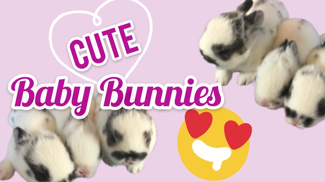 baby bunnies playing