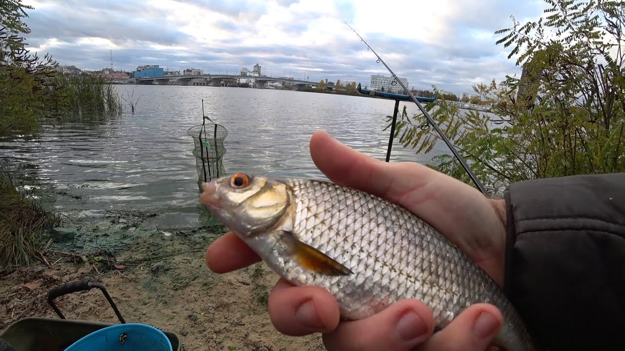 ПЛІТКУ ЛОВЛЯТЬ ВСІ ❗ Рибалка на ФІДЕР о. 🏝  Труханів.  Зустріч з легендою -  Dutch 160