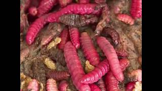 Por qué los insectos serán la fuente de proteína del futuro