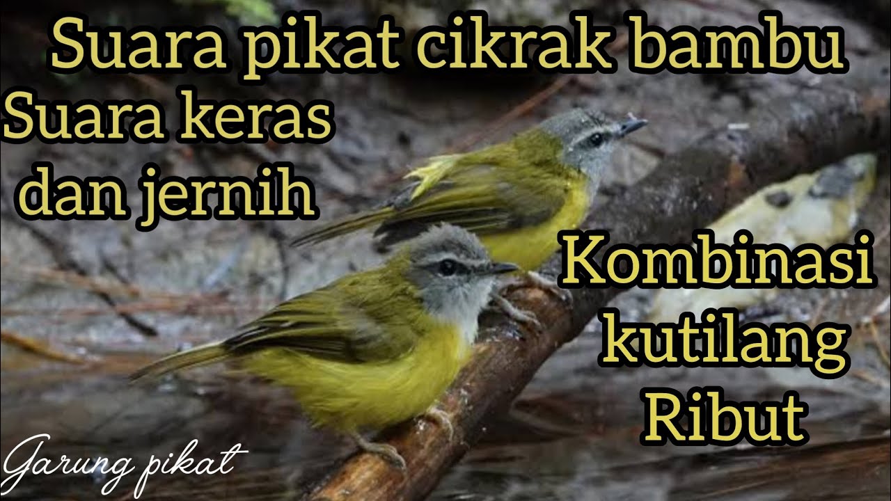 Suara pikat cikrak bambu kombinasi kutilang