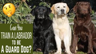 Can Labradors Guard You and your Home? by Bhola Shola 459 views 1 day ago 4 minutes, 44 seconds