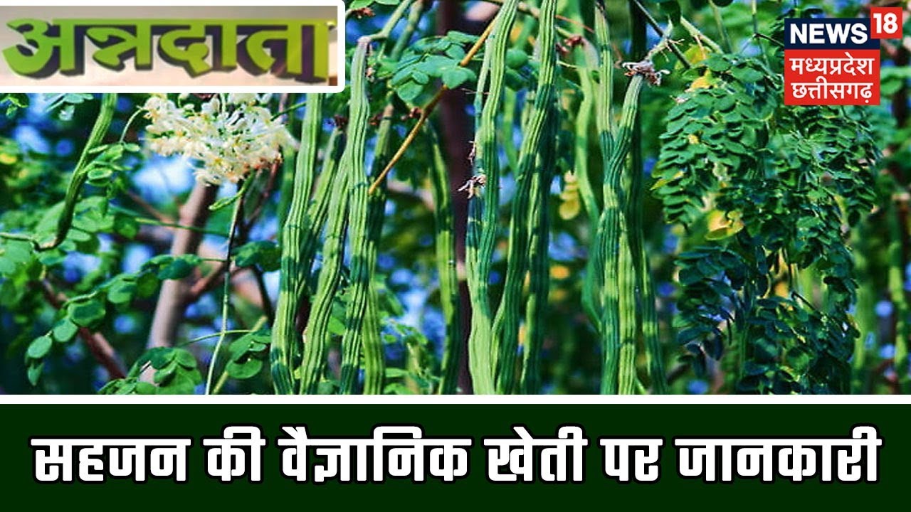 ANNADATA | सहजन की वैज्ञानिक खेती पर जानकारी | 11 June