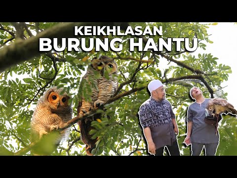 KEIKHLASAN BURUNG HANTU