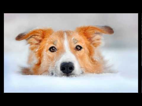 Video: Kuinka Tietää Koiran Rotu