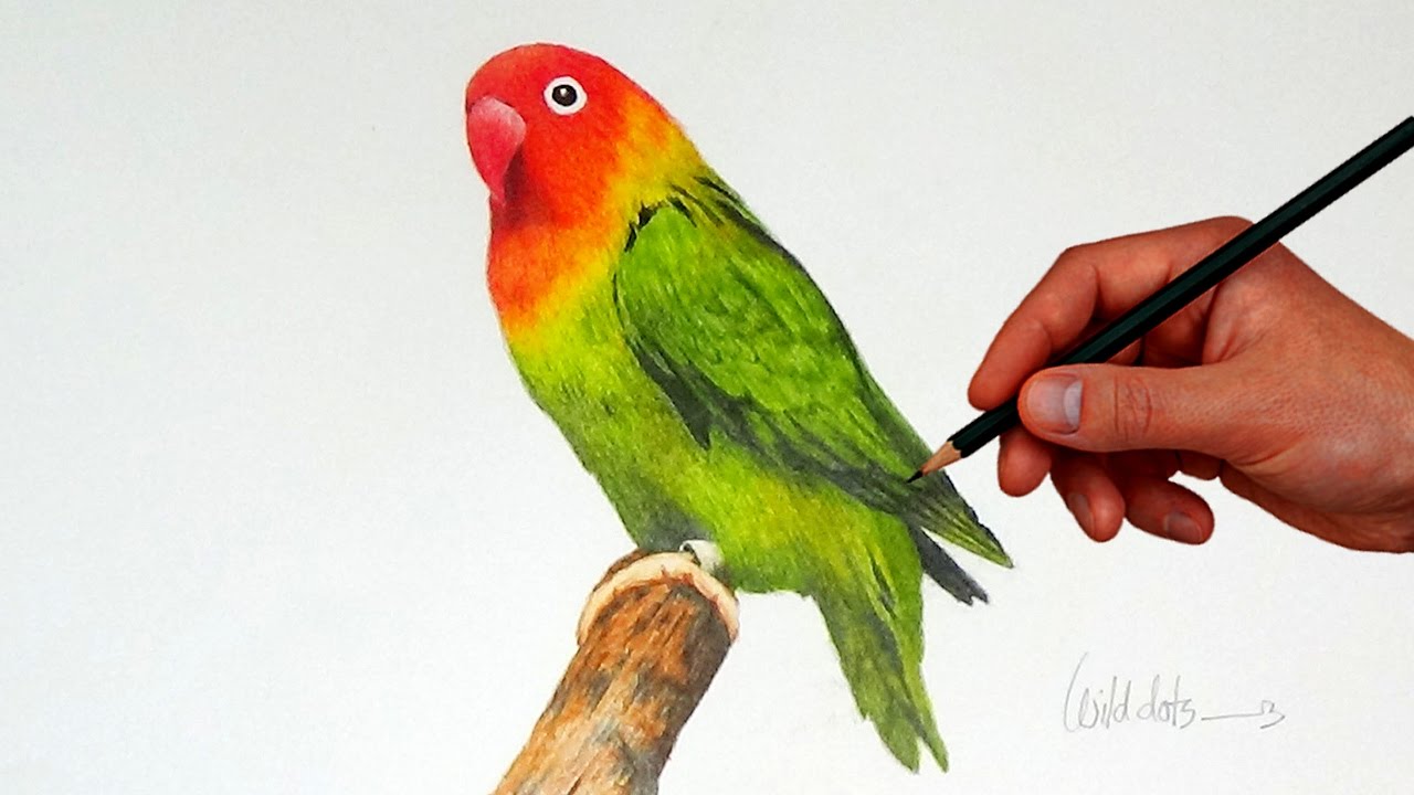 Drawing A Love Bird With Simple Colored Pencils | - YouTube