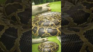 Do NOT Buy These Reptiles… Seriously Pt 1
