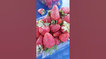 Цены сегодня на рынке в Анталии