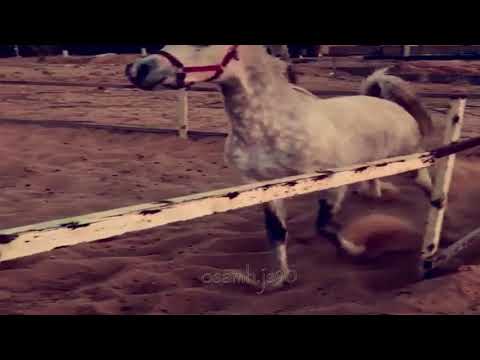 الي خذت من كل فتنه صالح الدغيري