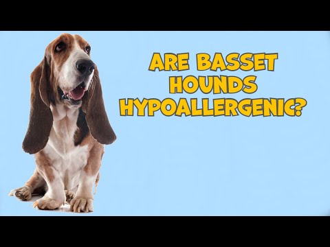 วีดีโอ: Basset Hound Dog Breed Hypoallergenic สุขภาพและอายุขัย