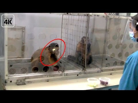 Видео: Что едят обезьяны капуцины?