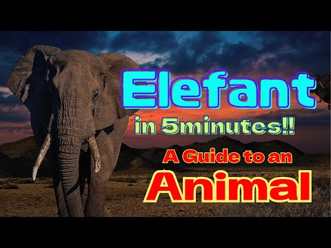 Videó: Miért van nagy fülük az elefántoknak, és miért van szükségük rá?