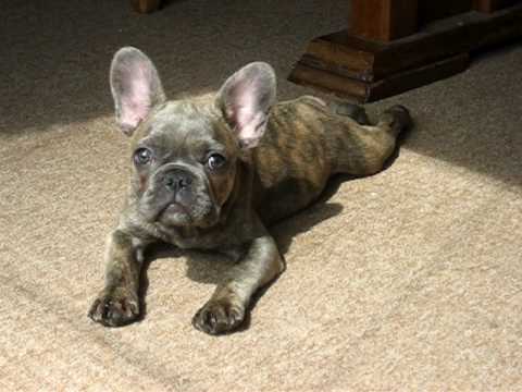 brindle male french bulldog