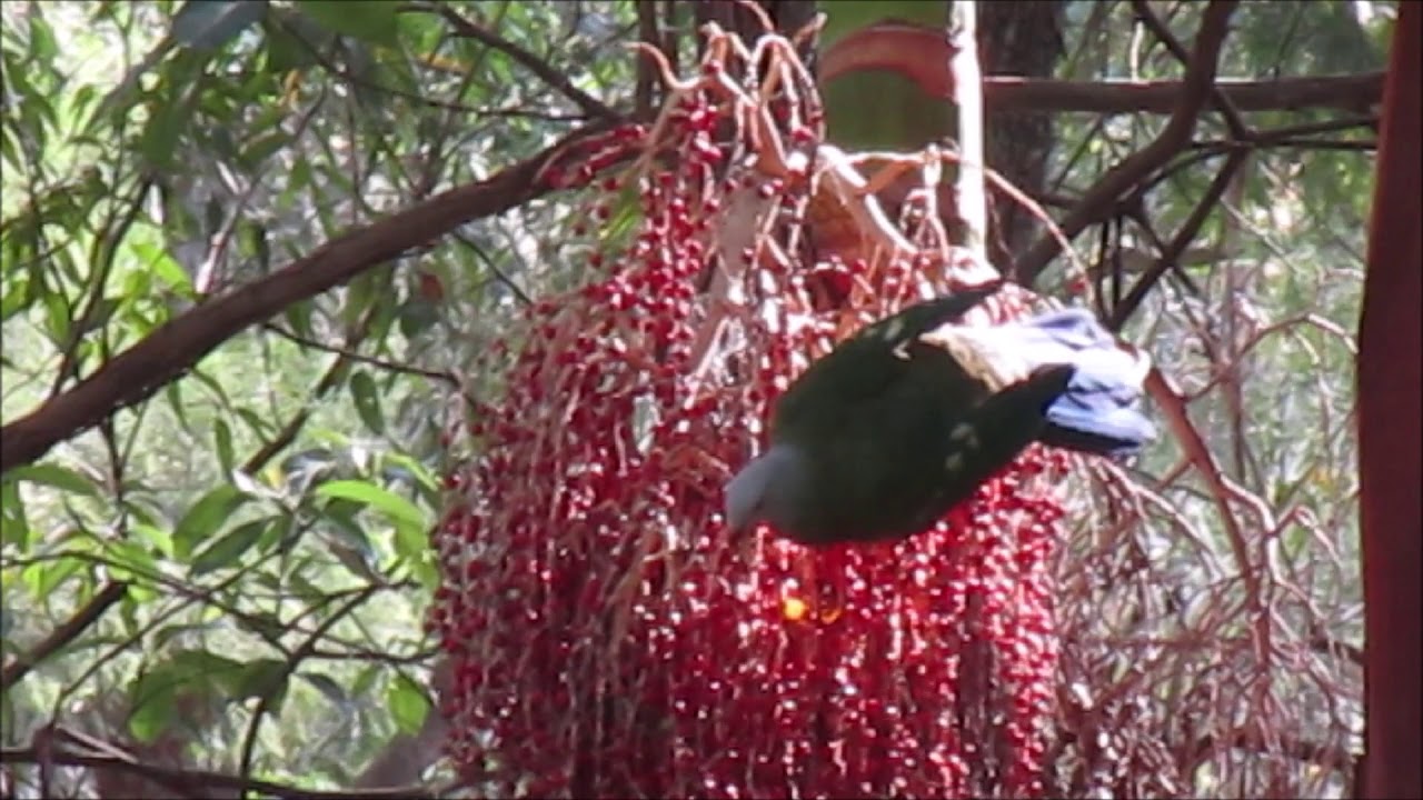 Wompoo Fruit Dove Feeding on Bangalow Palm Seeds 