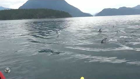 Large Pod of Pacific White Sided Dolphins 2019