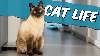 What Does a Siamese Cat&#39;s Perfect Day Off Look Like?