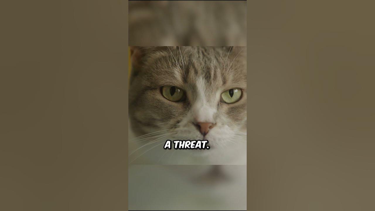 Cats HATE eye contact! YouTube