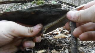 SSR How to set up a two-stick deadfall trap