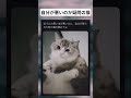 怒られて困る猫#面白い #おもしろ #tiktok #Twitter