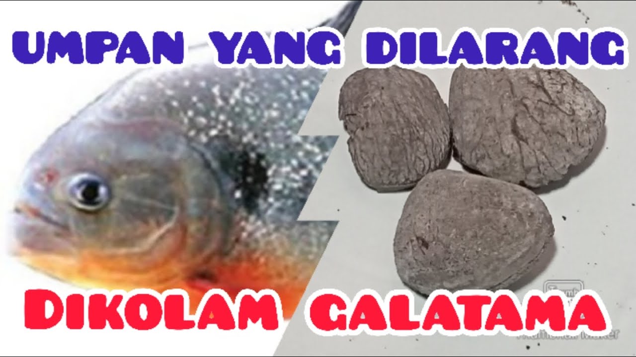 PEMBUKTIAN KLUWEK UMPAN IKAN BAWAL.