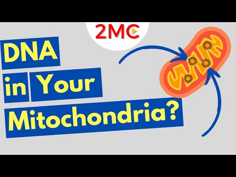 What is Mitochondrial DNA? Three Fun Facts About mtDNA