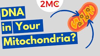 What is Mitochondrial DNA? Three Fun Facts About mtDNA