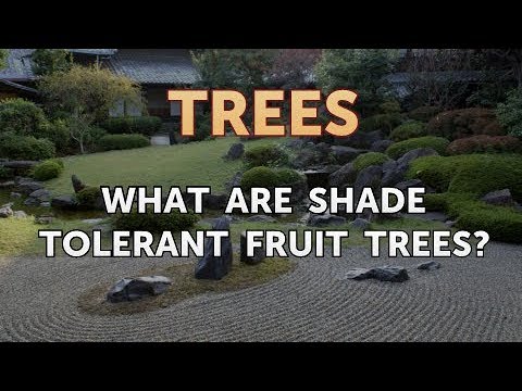What Are Shade Tolerant Fruit Trees?
