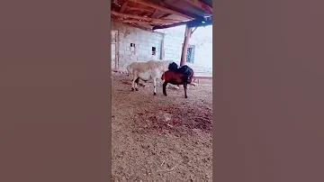 عملية تزاوج عند قطيع الغنم 