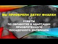 Обработка и адаптация приобретенной детки фиалки