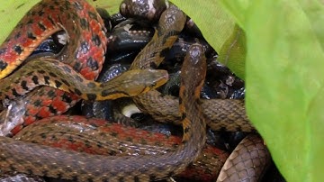 Rắn Nướng Mọi & Rắn Xào Xả Ớt (Thơm Ngon Không Tưởngg)