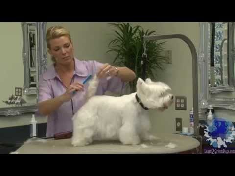 Videó: Hogyan válasszunk egy West Highland White Terrier-t