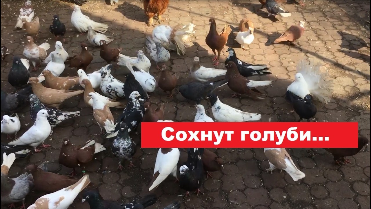 От чего сохнут голуби?
