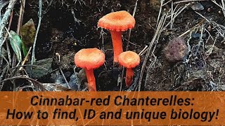 Cinnabar-red chanterelles: the most beautiful mushroom! How to find, ID and the story of its biology